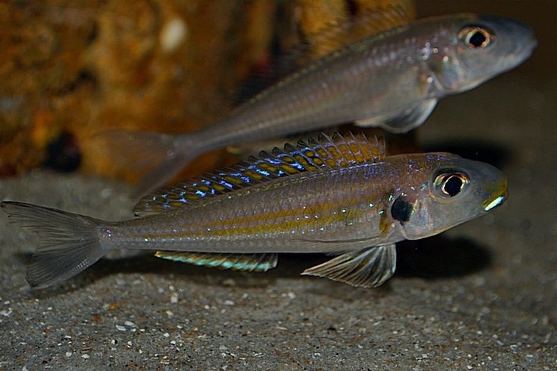 Xenotilapia sp. 'bathyphilus yellow' Isanga Bay